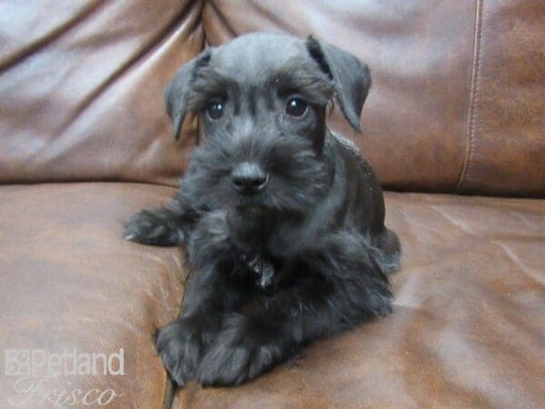 Mini Schnauzer-DOG-Female-BLK-25574-Petland Frisco, Texas