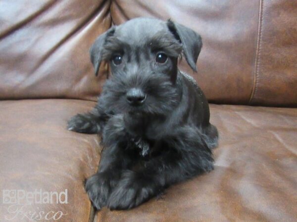 Mini Schnauzer DOG Female BLK 25574 Petland Frisco, Texas