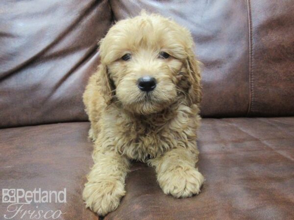 Goldendoodle DOG Male Red 25572 Petland Frisco, Texas