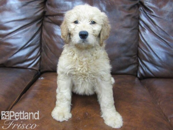 Goldendoodle DOG Female Red 25571 Petland Frisco, Texas