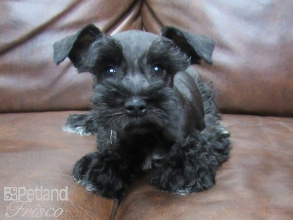 Mini Schnauzer DOG Female BLK 25573 Petland Frisco, Texas