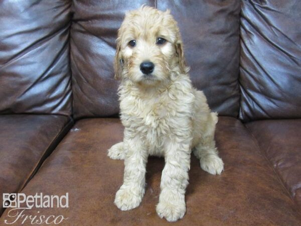 Goldendoodle DOG Female Red 25570 Petland Frisco, Texas