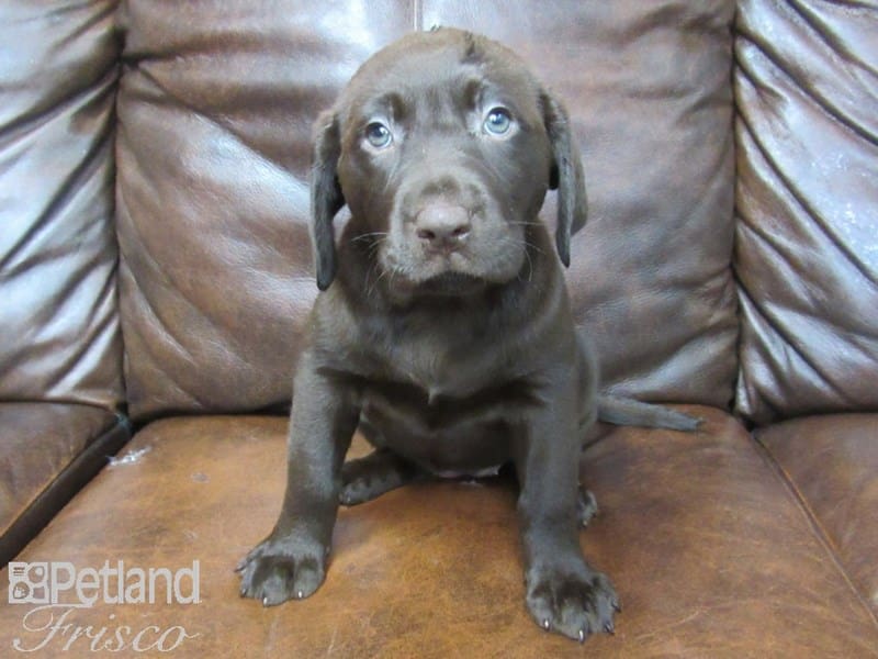 Labrador Retriever-DOG-Female-Chocolate-2713470-Petland Frisco, Texas