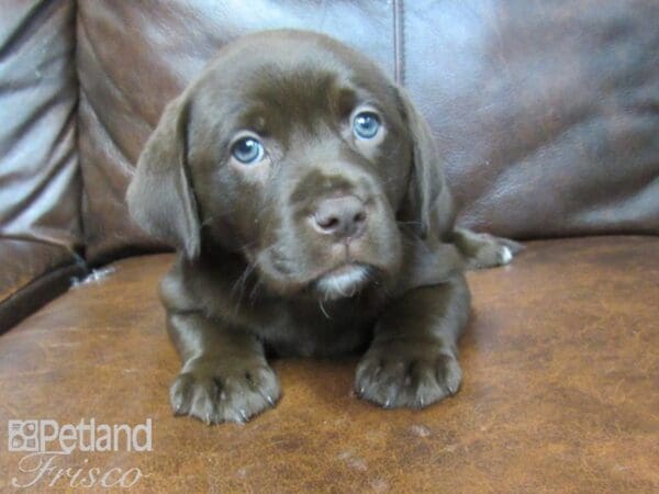 Labrador Retriever-DOG-Female-Chocolate-25568-Petland Frisco, Texas