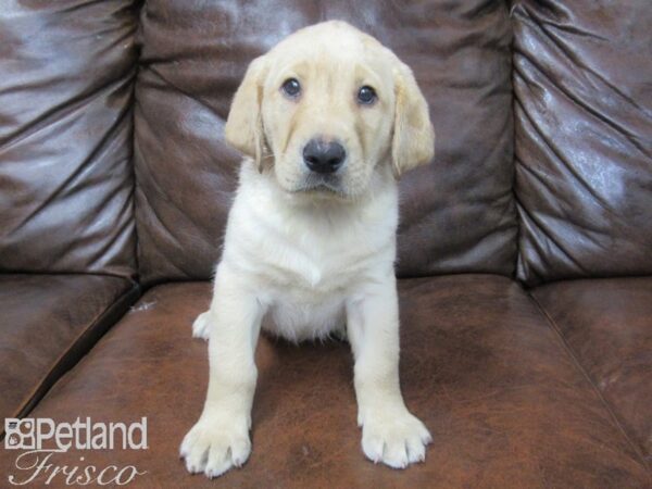 Labrador Retriever DOG Male Yellow 25567 Petland Frisco, Texas