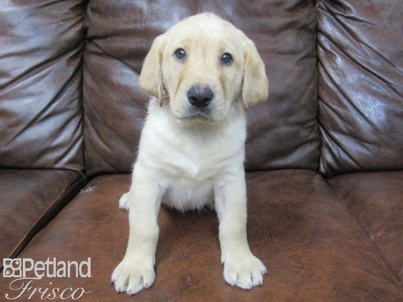 Labrador Retriever-DOG-Male-Yellow-2713488-Petland Frisco, Texas