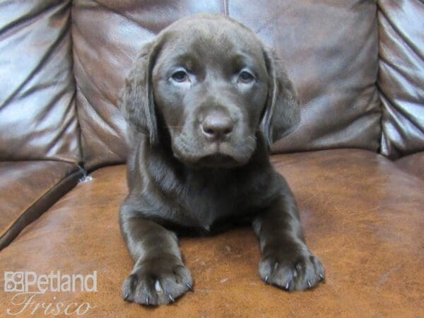 Labrador Retriever-DOG-Female-Chocolate-25566-Petland Frisco, Texas