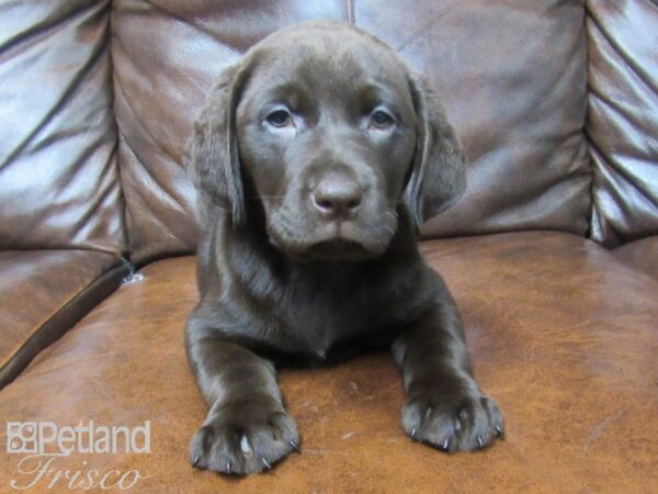 Labrador Retriever DOG Female Chocolate 25566 Petland Frisco, Texas