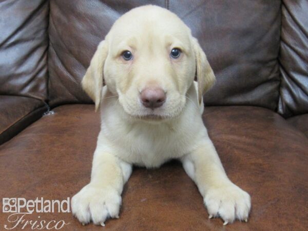 Labrador Retriever DOG Male Yellow 25565 Petland Frisco, Texas