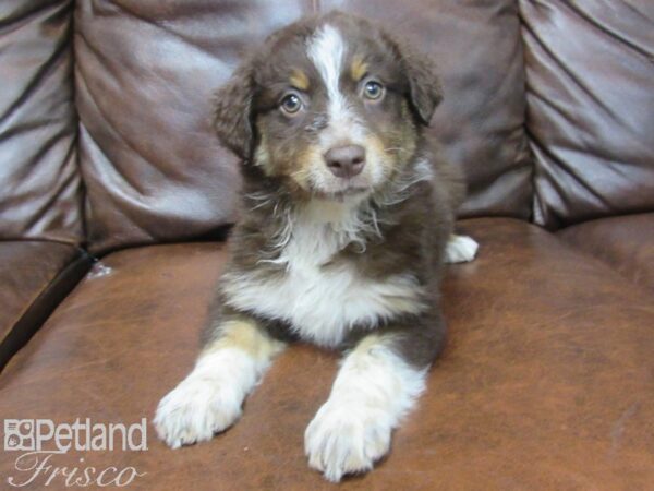 Australian Shepherd DOG Female Blue Merle 25564 Petland Frisco, Texas