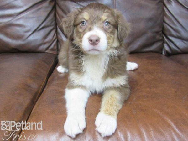 Australian Shepherd DOG Female Red Tri 25563 Petland Frisco, Texas