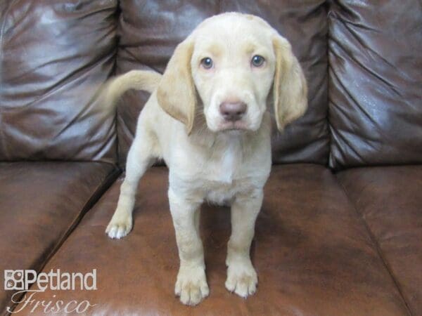 Labradoodle-DOG-Female-Cream-25562-Petland Frisco, Texas