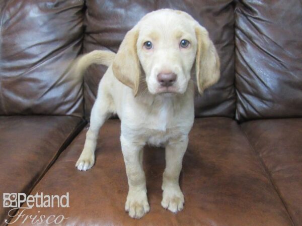 Labradoodle DOG Female Cream 25562 Petland Frisco, Texas