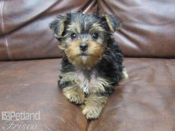 Yorkshire Terrier DOG Male Black & Tan 25540 Petland Frisco, Texas