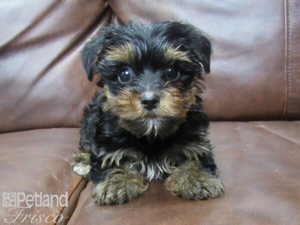 Yorkshire Terrier DOG Male Black & Tan 25539 Petland Frisco, Texas