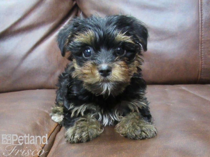 Yorkshire Terrier-DOG-Male-Black & Tan-2714957-Petland Frisco, Texas