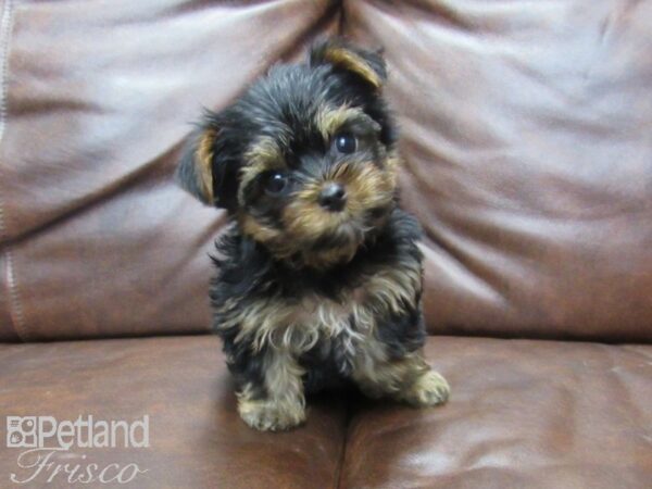 Yorkshire Terrier DOG Male Black & Tan 25538 Petland Frisco, Texas