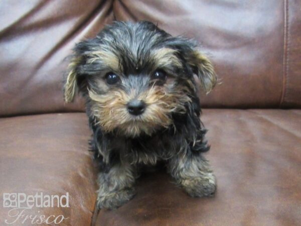 Yorkshire Terrier DOG Male Black & Tan 25532 Petland Frisco, Texas