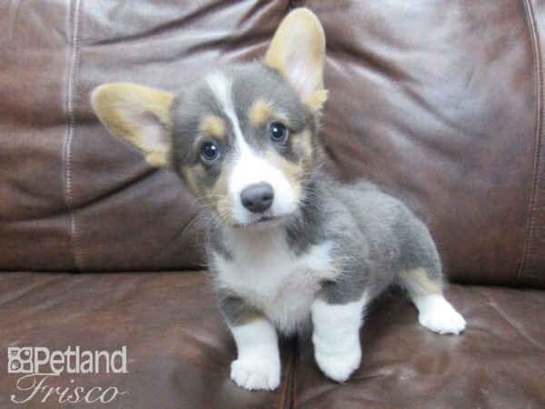 Pembroke Welsh Corgi DOG Male Blue Tn Wht 25529 Petland Frisco, Texas