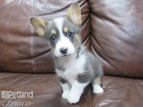 Pembroke Welsh Corgi DOG Male Blue Tn Wht 25528 Petland Frisco, Texas