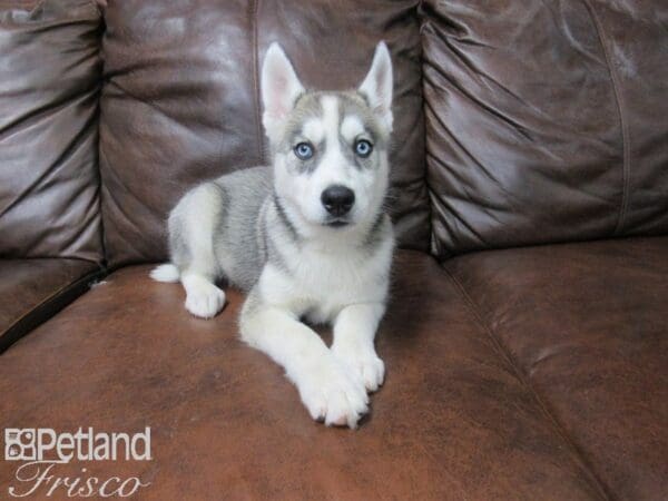 Siberian Husky-DOG-Female-Gray & White-25527-Petland Frisco, Texas