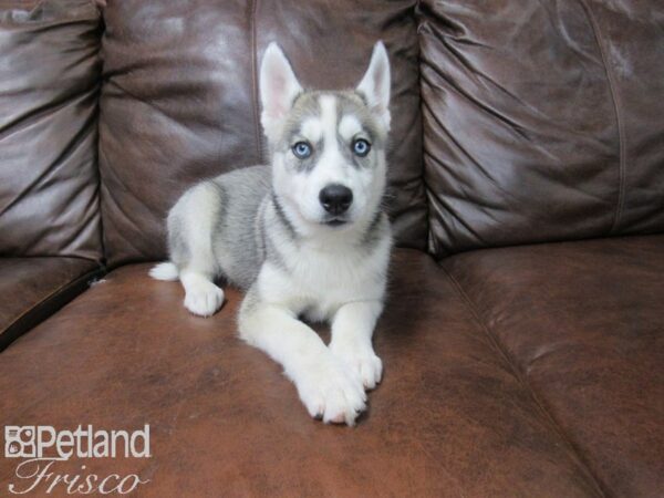 Siberian Husky DOG Female Gray & White 25527 Petland Frisco, Texas