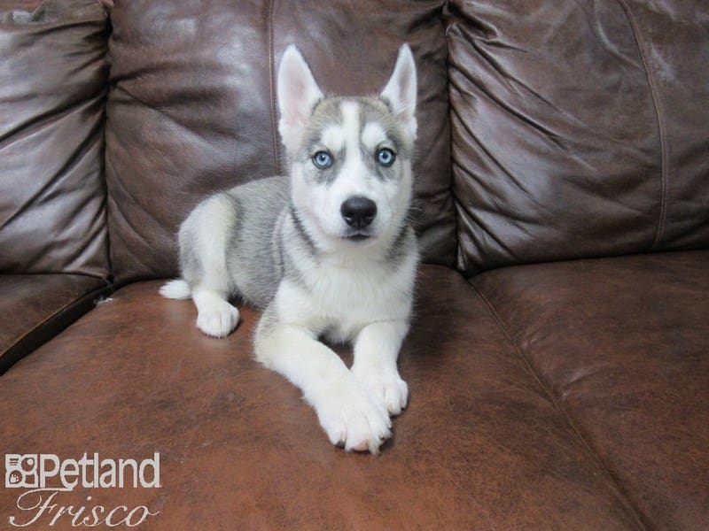 Siberian Husky-DOG-Female-Gray & White-2714915-Petland Frisco, Texas
