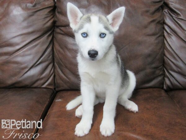 Siberian Husky DOG Female Gray & White 25526 Petland Frisco, Texas