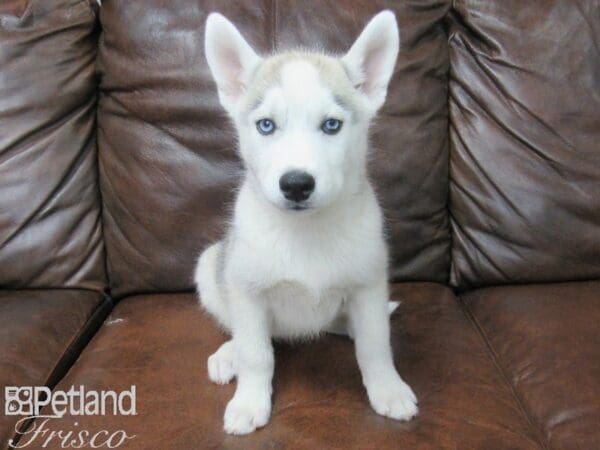 Siberian Husky-DOG-Female-Gray & White-25525-Petland Frisco, Texas