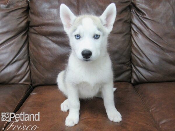 Siberian Husky DOG Female Gray & White 25525 Petland Frisco, Texas