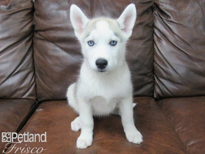 Siberian Husky-DOG-Female-Gray & White-2714913-Petland Frisco, Texas