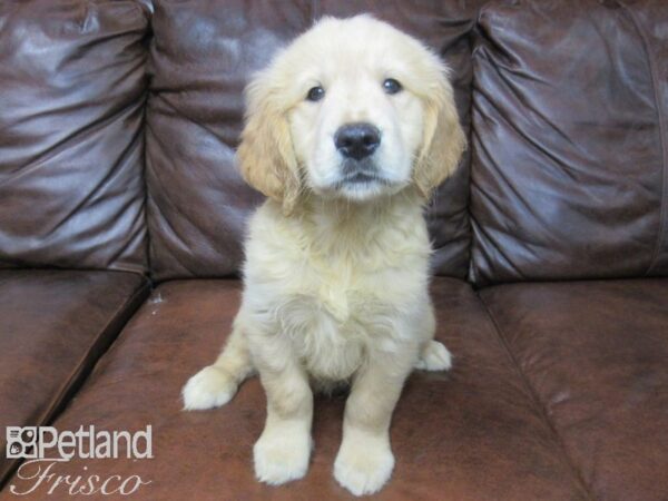 Golden Retriever-DOG-Male-Golden-25558-Petland Frisco & Mckinney, Texas