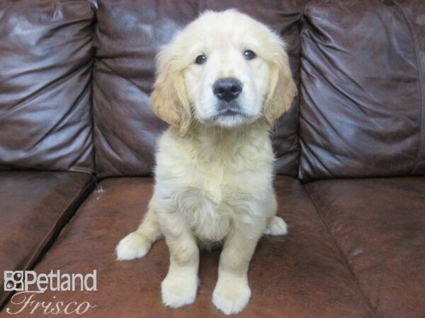 Golden Retriever DOG Male Golden 25558 Petland Frisco, Texas