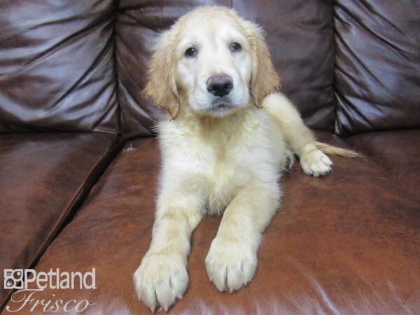 Golden Retriever DOG Female Golden 25557 Petland Frisco, Texas