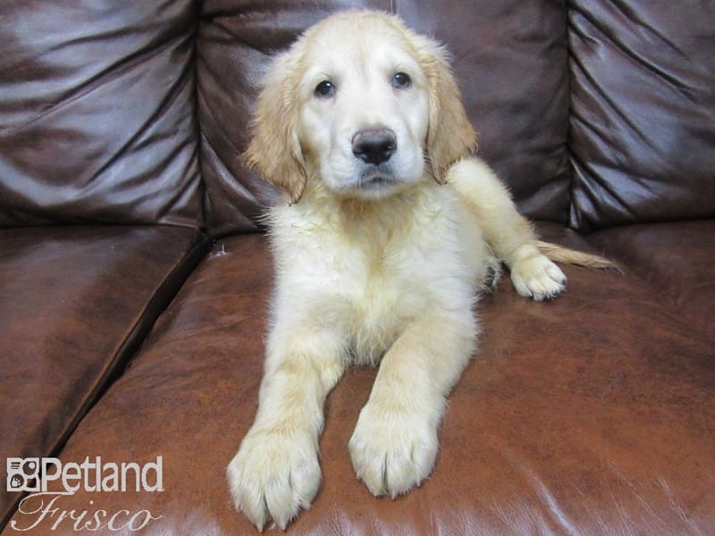 Golden Retriever-DOG-Female-Golden-2713370-Petland Frisco, Texas