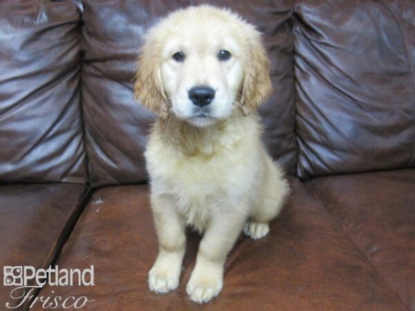 Golden Retriever DOG Female Golden 25556 Petland Frisco, Texas