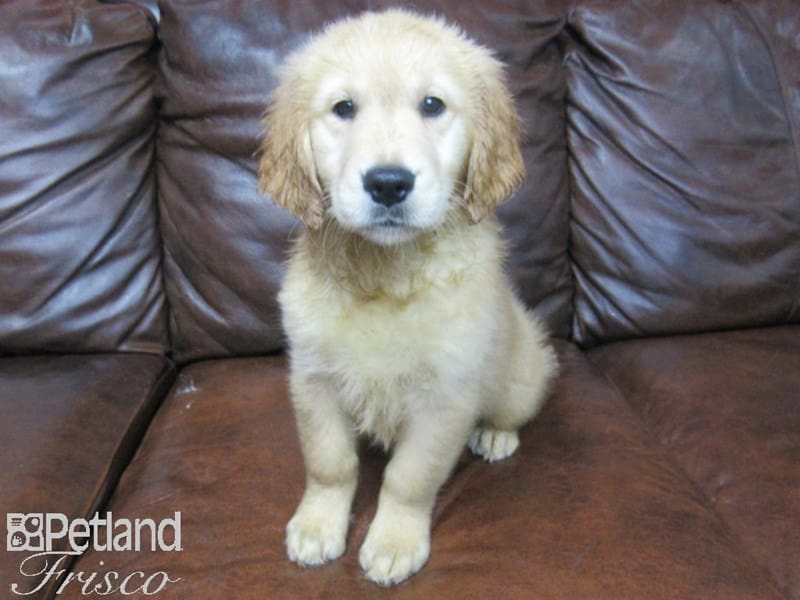 Golden Retriever-DOG-Female-Golden-2713371-Petland Frisco, Texas