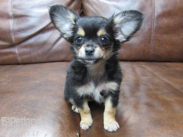 Chihuahua DOG Female Black & Tan 25555 Petland Frisco, Texas