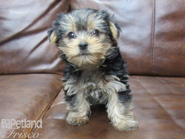 Yorkshire Terrier-DOG-Female-Black & Tan-25531-Petland Frisco & Mckinney, Texas