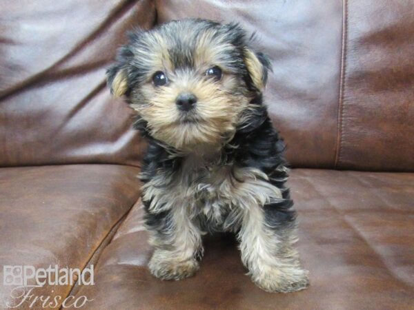 Yorkshire Terrier DOG Female Black & Tan 25531 Petland Frisco, Texas