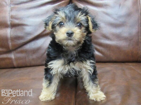 Yorkshire Terrier DOG Male Black & Tan 25533 Petland Frisco, Texas