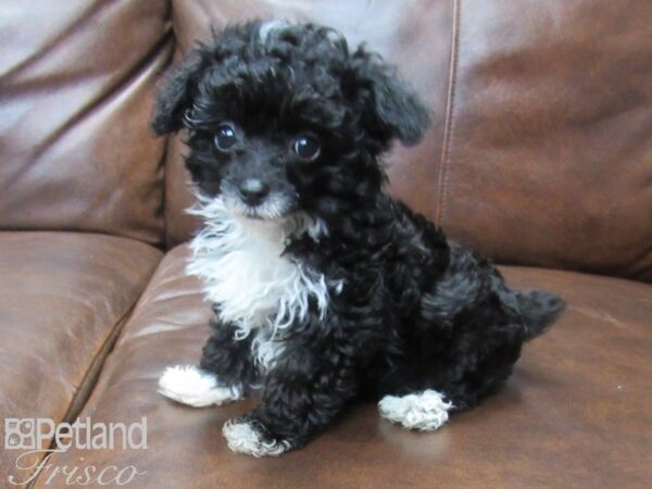 Toy Poodle DOG Female Black & White 25535 Petland Frisco, Texas