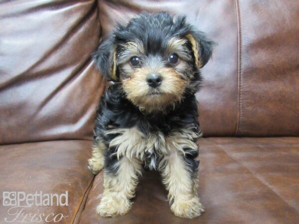 Yorkshire Terrier DOG Male Black & Tan 25534 Petland Frisco, Texas