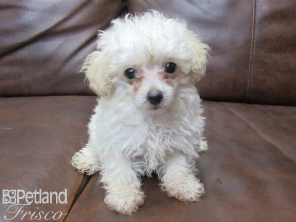 Toy Poodle DOG Female Cream 25536 Petland Frisco, Texas