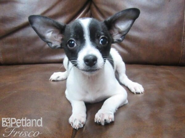Chihuahua DOG Female Black & White 25541 Petland Frisco, Texas