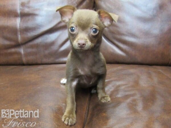 Chihuahua DOG Female Chocolate & Tan 25542 Petland Frisco, Texas