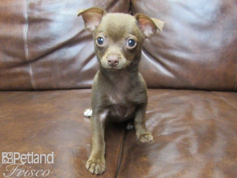 Chihuahua-DOG-Female-Chocolate & Tan-2714962-Petland Frisco, Texas