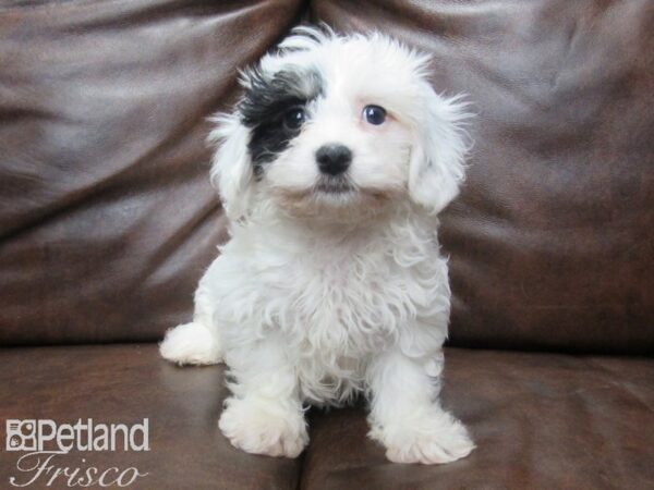 Havanese DOG Female White w/ Black 25554 Petland Frisco, Texas