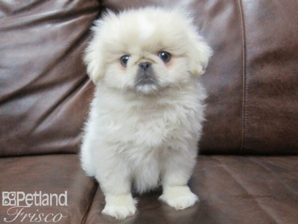 Pekingese DOG Female Cream 25553 Petland Frisco, Texas