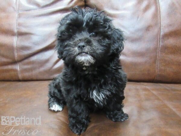 Shihpoo-DOG-Male-Black-25552-Petland Frisco, Texas